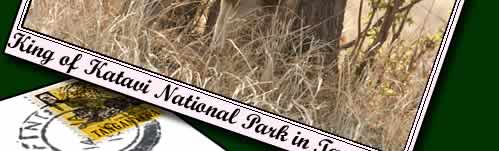 Katavi National Park is the 3rd largest national park in Tanzania.  Click to find out more about Katavi National Park.